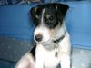 Parson-Russell-Terrier Hund