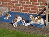 Parson-Russell-Terrier Hund