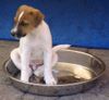 Parson-Russell-Terrier Hund