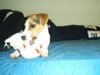Parson-Russell-Terrier Hund