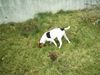 Parson-Russell-Terrier Hund