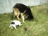 Parson-Russell-Terrier Hund