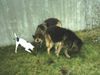Parson-Russell-Terrier Hund