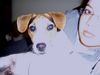 Parson-Russell-Terrier Hund
