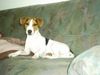 Parson-Russell-Terrier Hund
