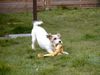 Parson-Russell-Terrier Foto: Das ist meine liebenswerte Hündin. (ID 12928) Parson-Russell-Terrier Hund