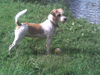 Parson-Russell-Terrier Foto: hündin luna geb. 14.03.2005 (ID 33962) Parson-Russell-Terrier Hund