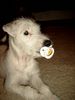 Parson-Russell-Terrier Hund