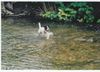 Parson-Russell-Terrier Foto: Wasser und Mailo (ID 6677) Parson-Russell-Terrier Hund