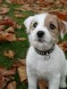 Parson-Russell-Terrier Hund