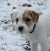 Parson-Russell-Terrier Hund