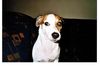Parson-Russell-Terrier Hund