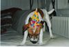 Parson-Russell-Terrier Foto: Bruder Elvis am Silvester-feiern (ID 9581) Parson-Russell-Terrier Hund