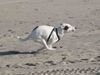 Parson-Russell-Terrier Foto: Immer unter Dampf (ID 26234) Parson-Russell-Terrier Hund