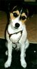 Parson-Russell-Terrier Foto: Buffy mit Dackelblick! (ID 3106) Parson-Russell-Terrier Hund
