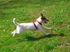 Parson-Russell-Terrier Foto: kenny 10 monate (ID 30791) Parson-Russell-Terrier Hund