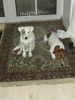 Parson-Russell-Terrier Foto: Motte und Neuzugang (ID 27807) Parson-Russell-Terrier Hund