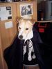 Parson-Russell-Terrier Foto: Graf Migula (ID 18422) Parson-Russell-Terrier Hund