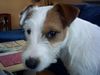 Parson-Russell-Terrier Foto: was guckst du ??? (ID 17541) Parson-Russell-Terrier Hund