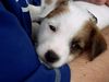 Parson-Russell-Terrier Hund