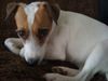 Parson-Russell-Terrier Hund