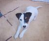Parson-Russell-Terrier Hund