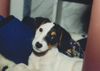 Parson-Russell-Terrier Hund