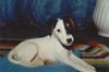 Parson-Russell-Terrier Hund