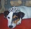 Parson-Russell-Terrier Hund