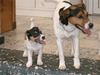 Parson-Russell-Terrier Foto: Papa mit Tochter (ID 13238) Parson-Russell-Terrier Hund