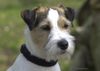 Parson-Russell-Terrier Hund