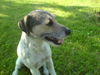 Parson-Russell-Terrier Foto: Unser Toby (ID 32822) Parson-Russell-Terrier Hund