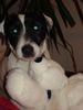 Parson-Russell-Terrier Foto: meiner (ID 27670) Parson-Russell-Terrier Hund