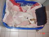 Parson-Russell-Terrier Hund