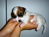 Parson-Russell-Terrier Hund