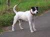 Parson-Russell-Terrier Foto: cleo (ID 35124) Parson-Russell-Terrier Hund