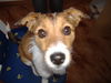 Parson-Russell-Terrier Foto: Das meine süße Nase Lissy ;-) (ID 26878) Parson-Russell-Terrier Hund