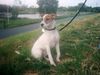 Parson-Russell-Terrier Hund