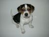 Parson-Russell-Terrier Foto: Eddi der Stinker in der Wanne (ID 8363) Parson-Russell-Terrier Hund