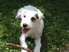 Parson-Russell-Terrier Hund