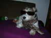 Parson-Russell-Terrier Foto: Cool hier! (ID 28767) Parson-Russell-Terrier Hund