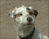 Parson-Russell-Terrier Foto: Pepper, unser Dreckbär (ID 15488) Parson-Russell-Terrier Hund