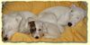 Parson-Russell-Terrier Foto: The Roadrunners Kissing Kylie (ID 8419) Parson-Russell-Terrier Hund