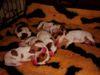 Parson-Russell-Terrier Foto: Ein 6er Wurf von Greek-Summer (ID 6164) Parson-Russell-Terrier Hund