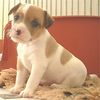 Parson-Russell-Terrier Foto: Earl als Baby (ID 7768) Parson-Russell-Terrier Hund