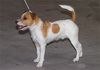 Parson-Russell-Terrier Foto: Earl an Ausstellung (ID 7767) Parson-Russell-Terrier Hund