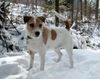 Parson-Russell-Terrier Foto: Earl im Schnee auf Uetliberg Zürich (ID 9473) Parson-Russell-Terrier Hund