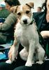 Parson-Russell-Terrier Foto: Earl in Stuttgart-Ausstellung (ID 7769) Parson-Russell-Terrier Hund