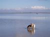 Parson-Russell-Terrier Foto: Earl mit seinem Kurschatten Ronja in St. Peter Ording (ID 20652) Parson-Russell-Terrier Hund