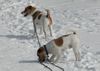 Parson-Russell-Terrier Foto: Earl und Elvis auf Uetliberg Zürich (ID 9472) Parson-Russell-Terrier Hund